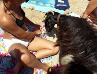 Viral βίντεο: Κατσίκα «βολτάρει» σε παραλία της Κρήτης - Γίνεται το επίκεντρο προσοχής!